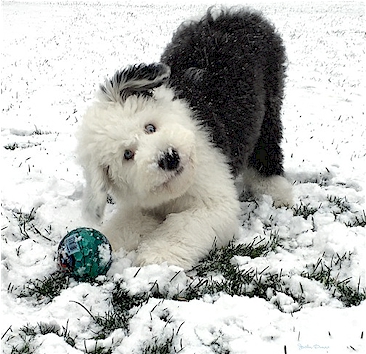 Deaf puppy playing with a ball and being watchful.